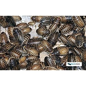 50 mittlere Waldschaben, Schaben in 1 Dose praktisch verpackt, Futterinsekten Futtertiere