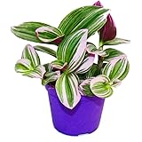 Exotenherz - Erba miseria, tradescantia "Nanouk", pianta da interni facile da pulire con vaso da 9 cm, colore rosa