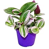 Exotenherz - Tradescantia "Nanouk" – łatwa w pielęgnacji wisząca roślina pokojowa – doniczka 9 cm – różowy