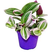 Exotenherz - Dreimasterblume - Tradescantia"Nanouk" - pflegeleichte hängende Zimmerpflanze - 9cm Topf - pink