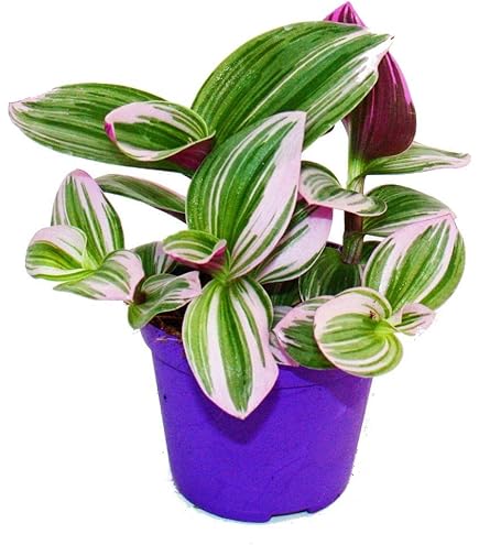 ficus elastica variegata vs tineke Variegated Ficus Tineke: Live Indoor Plant for Plant Lovers - Ficus  Elastica - (6” Pot) – Easy Plant Care – Ficus Tree