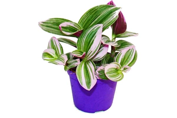 exotenherz - Trois-master-blues- Tradescantia "Nanouk" - Plante d'intérieur suspendue facile d'entretien - Pot de 9 cm - Rose