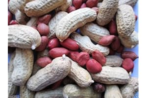 SVI Tennessee Red Valencia arachide - 50 graines organiques, non OGM Non traitée!