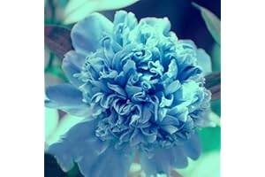 BRKENT 1 Uds Bulbos De Peonía Peonías Tubérculos Plantas En Macetas Al Aire Libre Resistente (Paeonia Suffruticosa) Flor Planta De Hielo Resistente Bonsái Maceta Flor Pradera Plantas En Maceta