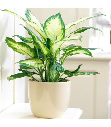Calathea Rufibarba Blue Grass | Korbmarante 30-40 cm mit Topf |  Zimmerpflanze zu Kaufen : Amazon.de: Garten