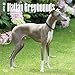 Produktbild Italian Greyhounds - Italienisches Windspiel 2018-18-Monatskalender mit freier DogDays-App: Original BrownTrout-Kalender [Mehrsprachig] [Kalender] (Wall-Kalender)