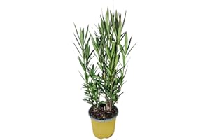 I GIARDINI DI GIULIA - Nerium Oleander Ø18 H.65 | Pianta Sempreverde con Fiori Colore Bianco| Ideale per Giardini, Terrazzi e Siepi | Resistente e Facile da Coltivare (Fiori gialli)