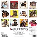 Image de Just Yorkie Puppies 2017 Calendar