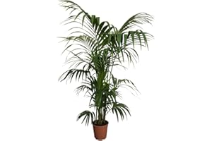 DECOALIVE Kentia Palmera de Interior Natural XL Mide Más de 100cm de Altura Howea Planta Natural