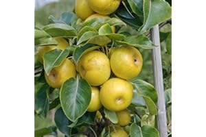 Nijiseiki, Nashi, Asienbirne, Buschbaum (kleinbleibend), 120-150cm im Topf