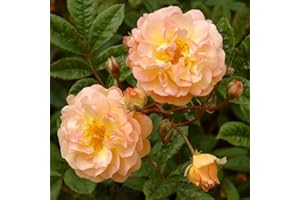Peter Beales Roses UK Ghislaine De Feligonde Rambling Rose, Orange-Yellow, UK, Climbing Rose, Fragrant, Repeat Flowering, Outdoor