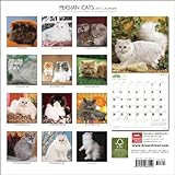 Image de Persian Cats 2011 Calendar
