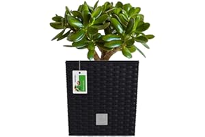 ‎PAFEN PAFEN RATTO Rattan Look Low Plastic Pot with Insert Anthracite 20 x 20 cm