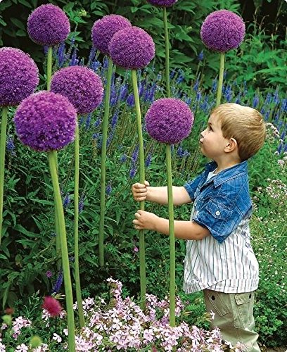 RIESEN LAUCH (Allium giganteum) – 30 Samen / Pack – Zierlauch – Winterhart Riesenlauch - 5