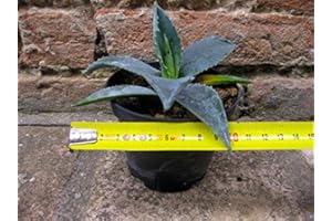 GEOSISM & NATURE Agave americana var. Amerikaanse 10 cm, cactus, winterharde vetplant, resistent tot -5 ° C