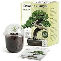 Alberi Con Fiori / 10 Piccoli Alberi da Giardino - Eurogiardinaggio nel