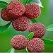 Produktbild AGROBITS 40pcs Rubra - Yum Red y Yangmei Pro New
