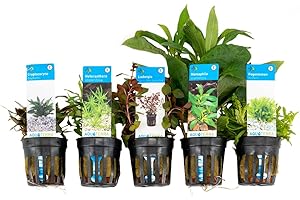 Bloomique - 5er Set - Aquarium Pflanzen Echt - Aquarium Zubehör - Wasserpflanzen - Reinigend - Sauerstoff - Pogostemon, Heteranthera, Wasserkelch, Riesen-Wasserfreund, Ludwigie - Höhe 15-20 cm