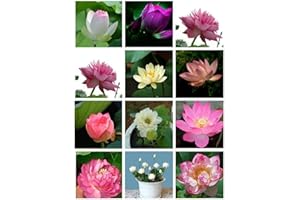 Haloppe 20 Pcs Lotus Fleurs Plantes Graines pour La Maison Jardin Plantation, Mélanger Lotus Graines Nénuphar Bonsaï Balcon Jardin Hydroponique Fleur Plante Graines de Lotus