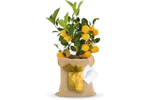 Carbeth Plants Lemon Tree Indoor Plant - 1 Gift Wrapped Potted Plant - House Plants Indoor Real with Pots and a Personailsed Message - Present Idea for Women, Friends and Loved Ones