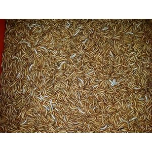 Mehlwürmer LEBEND 25 Gramm Futterinsekten Reptilienfutter Futtertiere Igelfutter Vogelfutter