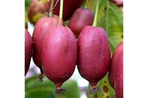 BAUMSCHULE WEDROWSKI W Actinidia Hardy Red Weibliche 1L - Pflanze für Anfänger und professionelle Gärtner - Ideal für Kleingarten, Garten - Schöne Pflanze mit ungewöhnlichen Blüten - Genießen Sie jeden Tag ihre Farben