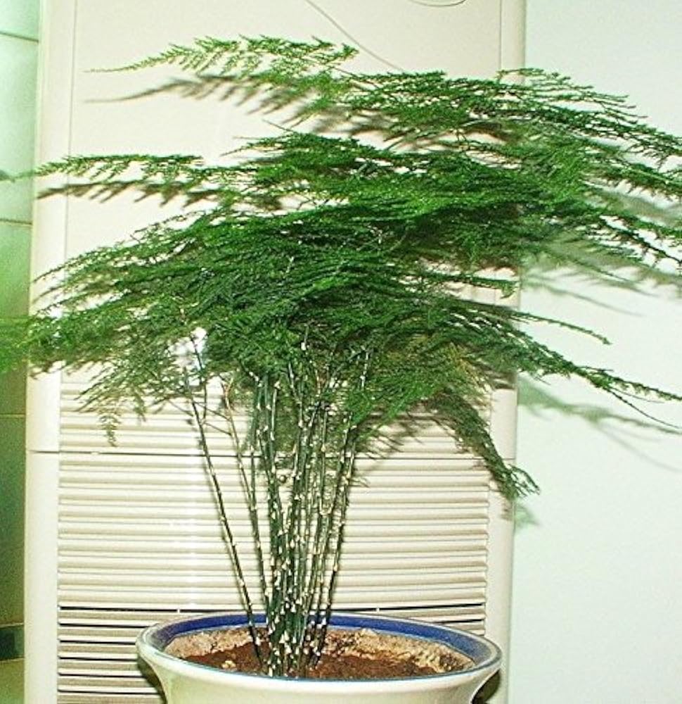 Аспарагус перистый. Спаржа растёт в горшках. Аспарагус всходы. Спаржа на подоконнике. Спаржа на подоконнике.