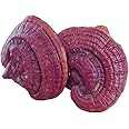 Ganoderma Reishi Mushroom 50 gm | Dry Mushroom | Red Ganoderma lucidum (Lingzhi) | No Preservative