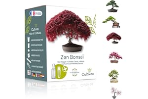 Bonsai Starter Kit – Set Bonsai Anzuchtset 6 verschiedene Bonsaï-Samen – Wachstumsanleitung enthalten - Züchten Sie Ihren wunderschönen Bonsai – Geschenkidee für Männer und Frauen - CULTIVEA®