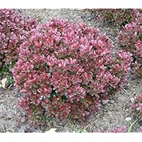 Berberis thunbergii Bagatelle 15-20 Zwergkugel-Berberitze
