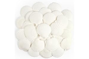 Jangostor 20 Pezzo Conchiglie di capesante Conchiglia Naturale, 6CM - 8CM Bianche gusci di capesante Piccole Conchiglie per Decorazione di Nozze Beach Tema Party, Serbatoio di Pesce e Vaso Filler