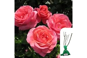 HARRINGTONS ROSES 1 x Rosa 'Special Anniversary' Hybrid Tea Rose - RHS Award-Winning Pink English Rose, Elegant Blooms, Ideal for Garden Borders & Containers - When Only The Best Will Do - Top Grade “A” Roses