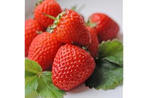 THOMPSON & MORGAN Hardy Fruiting Perennial Strawberry Malling Centenary Patio Garden Flowering Juicy Fruit, Rich Flavour 24 x Bare Roots by Thompson and Morgan (24)