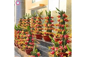 ShopMeeko GRAINES: 2015 New Rare 50pcs Purple Dragon Fruit Pitaya - Hylo costarnsis - Antioxidant-