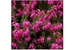 GrowOn Shrubs Heather Erica Carnea 'Porters Red' | Evergreen Shrub | Outdoor Garden Ready Plant | Winter to Spring Flowering | Magenta Flowers