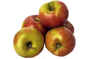 ‎LAMERA Frische Äpfel Santana Allergiker freundlicher Apfel angebaut in Deutschland/Bodensee saftig süß-säuerlicher Apfel Tafelapfel (10) neue Ernte 2025