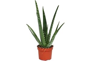 GARDENERSDREAM Fantastic Delightful Aloe Vera Plant Excellent healing benefit - Aloe Vera Gel - Next day delivery option - Aloe Vera, Aloe vera plants, Aloe plant, Aloe Vera plant, Healing, Aloe Vera Gel, evergreen, easy care, treating burns cuts rashes, gift, plant gifts, kitchen plant, houseplant, office plant, Christmas, Christmas gifts, Christmas presents, Xmas gifts, Xmas, Small plants.