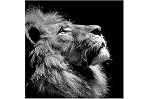 DCIDBEI Square diamond painting lion simple grand 40x40cm fierté âme DIY 5D diamant painting carré carre adulte enfant bricolage strass broderie point de croix diamond painting animaux mosaïque autocollants