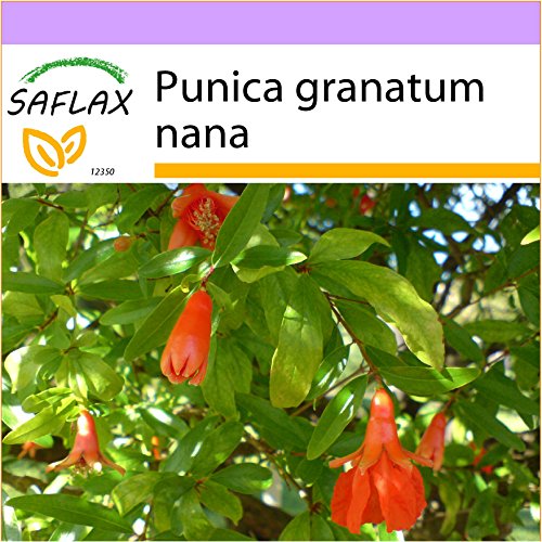 SAFLAX - Granado enano - 50 semillas - Punica granatum nana