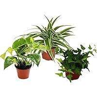 Exotenherz - Rankpflanzen Set fürs Zimmer mit 3 Pflanzen - 9cm