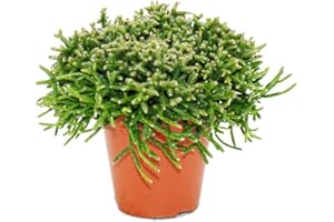 Exotenherz Rhipsalis burchelli - Korallenkaktus - im 12cm Topf - sukkulente Zimmerpflanze