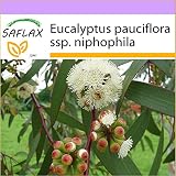 semillas eucalipto globulus 250 semillas por paquete SAFLAX - Eucalipto de nieve - 250 semillas - Eucalyptus pauciflora ssp. niphophila