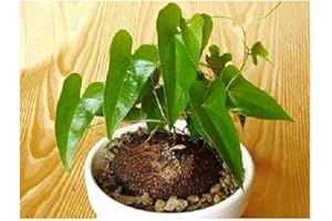 EXOTIC PLANTS Dioscorea sylvatica - Elefantenfuß - Caudex - 5 Samen
