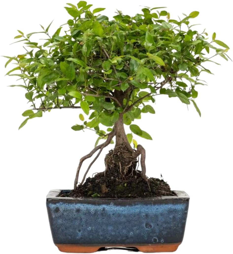 Verdecora Bonsai 5 años | En maceta de cerámica de 15x10x5cm (Sageretia)