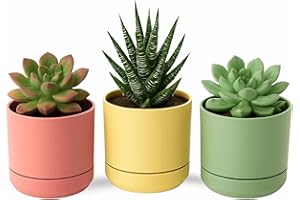 TECHZOCO Macetas para Cactus de plástico, Mini Maceteros Pequeños para platas, Macetas Decorativas, No Incluyen Las platas, Incluye Plato Integrado, 14 cm diámetro x 12.3 cm Alto, Pack 3 Unidades