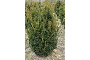 PLANTENWELT Pyramiden Eibe Taxus media Hillii 30-40 cm hoch dichtbuschig in 3 Liter Pflanzcontainer