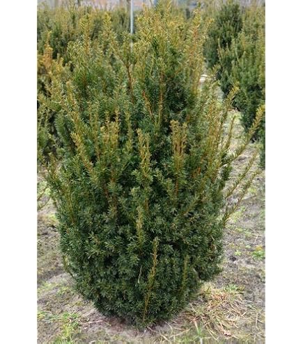 Pyramiden Eibe Taxus media Hillii 40-50 cm hoch dichtbuschig im 3 Liter  Pflanzcontainer : Amazon.de: Garten