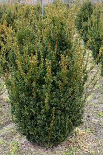 Pyramiden Eibe Taxus media Hillii 40 - 50 cm hoch dichtbuschig im 3 Liter Pflanzcontainer