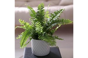 YouGarden Boston Fern Houseplant, Nephrolepis exaltata 'Green Moment', Established Plant in a 12cm Pot, Ready to Display