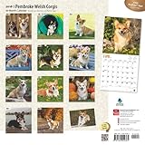 Image de Pembroke Welsh Corgis 2016 Calendar